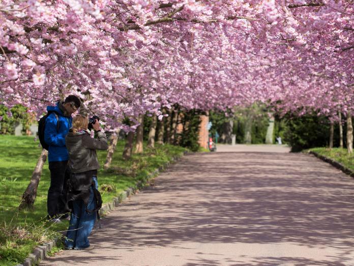Blomstrende kirsebær på alleen.