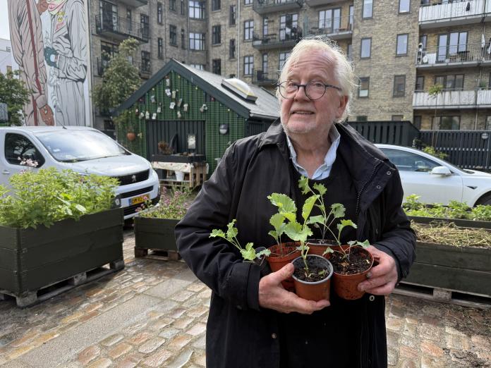 Jørgen med kålplanter