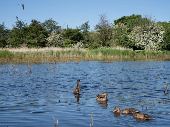 Amager Fælled. Ænder i vand.