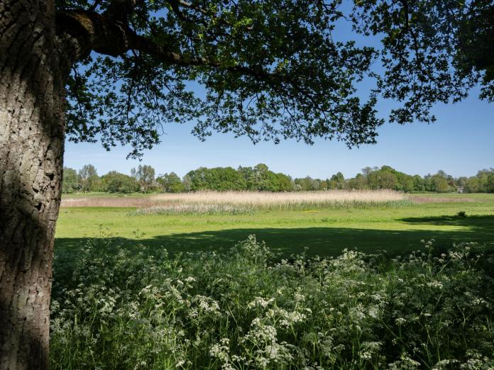 Damhusengen. Hvide, vilde blomster, træer og slette.