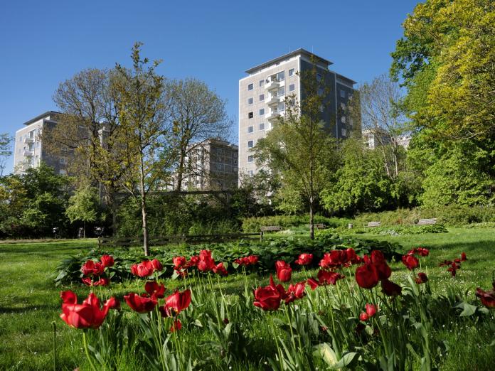 Røde tulipaner i forgrunden af Bellahøj