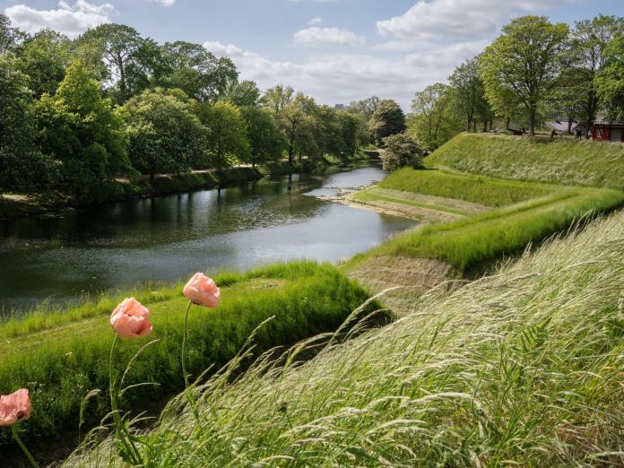Lyserøde markvalmuer på Kastellet