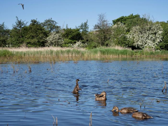 Amager Fælled. Ænder i vand.
