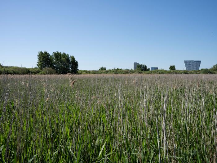 Amager Fælled. Højt græs med Bella Sky i baggrunden.