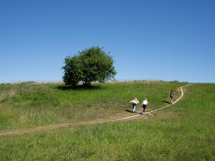 Amager Fælled. Tre børn løber på en bakke.