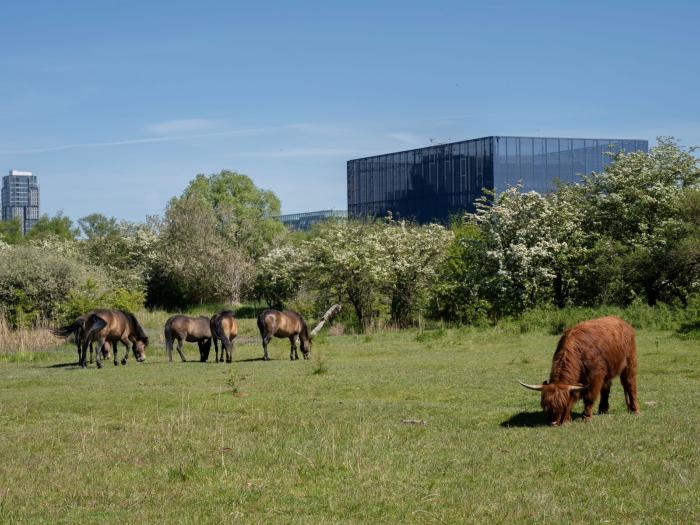 Amager Fælled. Heste og køer foran DR-bygningen