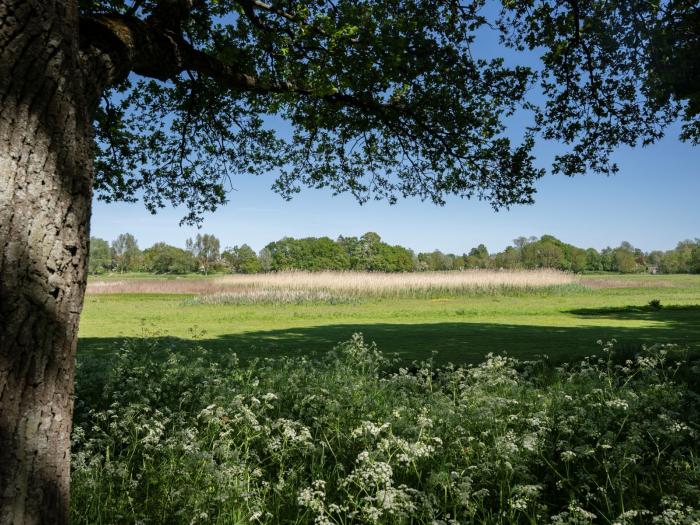 Damhusengen. Hvide, vilde blomster, træer og slette.