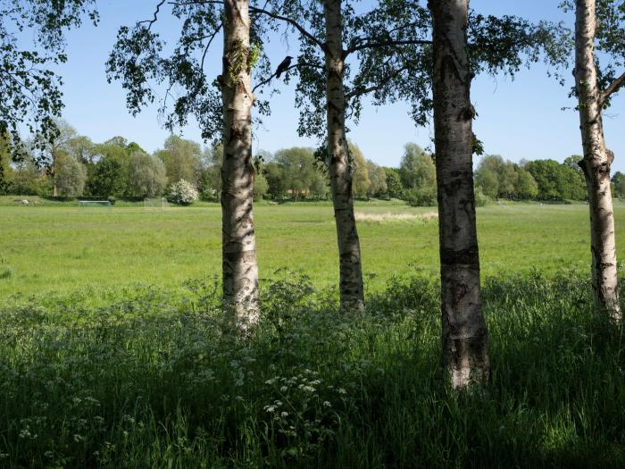 Damhusengen. Birketræer foran buske og fodboldbane på engen. 