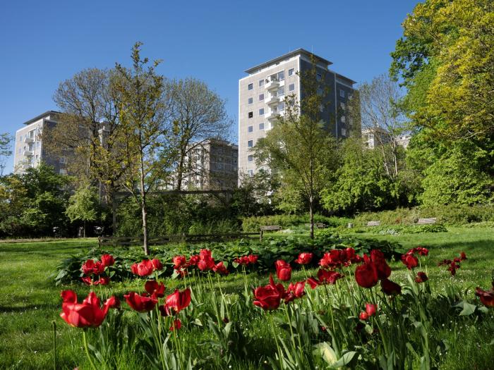 Røde tulipaner i forgrunden af Bellahøj
