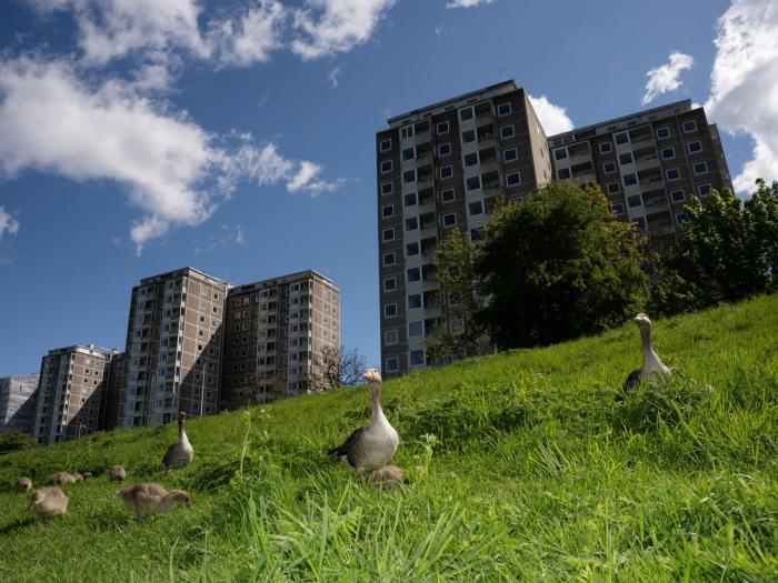 Gæs i græsset foran Bellahøjs tårne