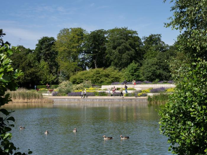 Fælledparkens sø med ænder i forgrunden