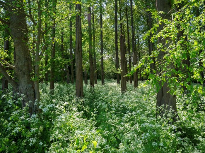 Blomstrende skovbund i Valbyparken