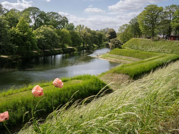 Lyserøde markvalmuer på Kastellet