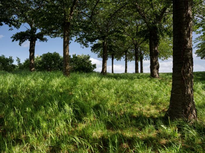 Grønne træer og buskads på Kastellet
